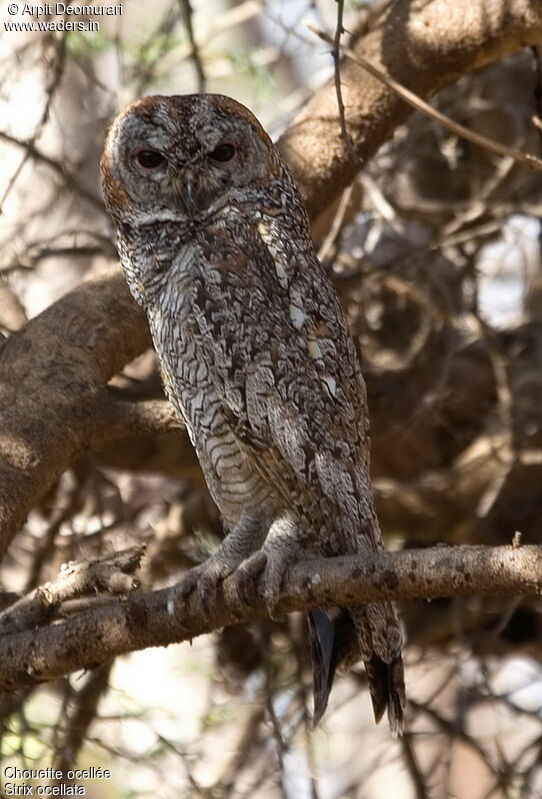 Mottled Wood Owl male adult breeding