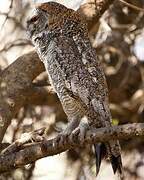 Mottled Wood Owl
