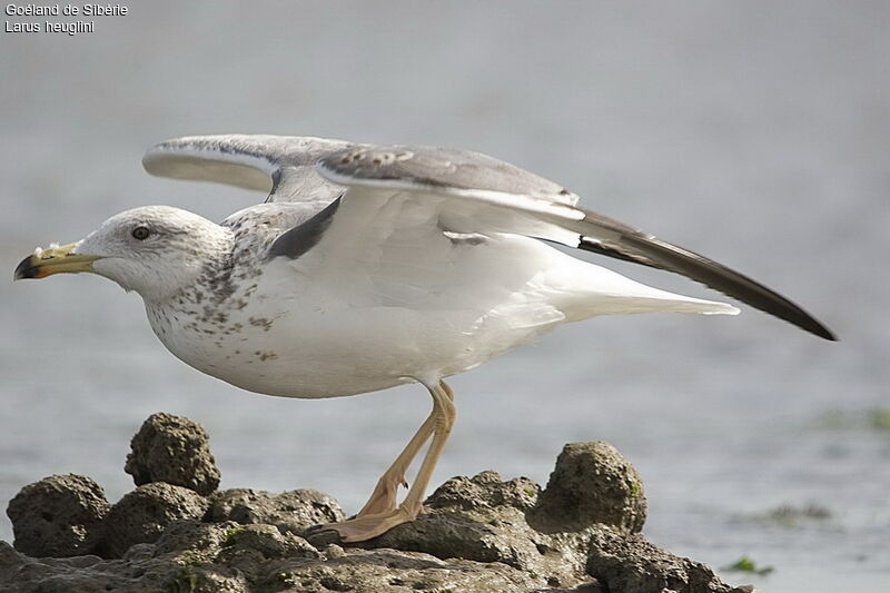 Lesser Black-backed Gull (heuglini)