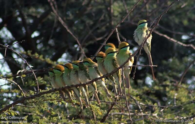 Green Bee-eater, habitat, Behaviour