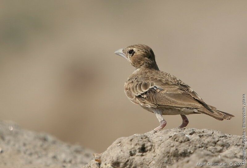 Ashy-crowned Sparrow-Lark female adult breeding