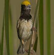 Black-breasted Weaver