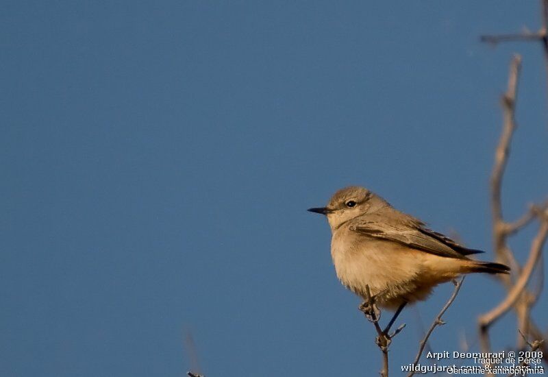 Red-tailed Wheatear
