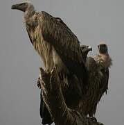 Indian Vulture